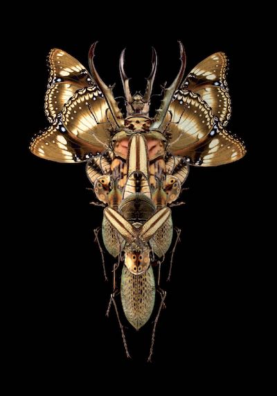 Les Thérapies EMDR de groupe: la force des vécus partagés face aux traumas.