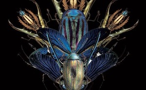 Les tremblements neurogéniques (TRE) ou comment amener les corps traumatisés à l’équilibre.