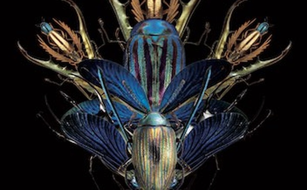 Les tremblements neurogéniques (TRE) ou comment amener les corps traumatisés à l’équilibre.